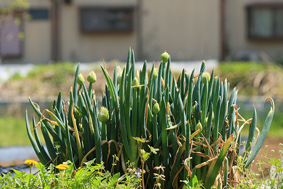 市街化区域の農地