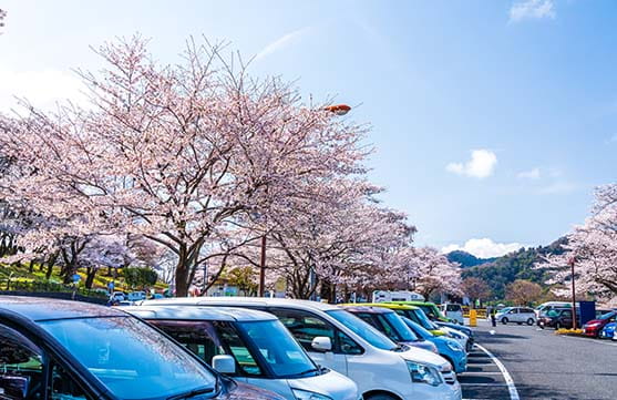 春の観光地の駐車場