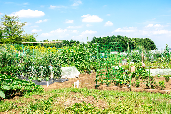 田舎の農園・畑